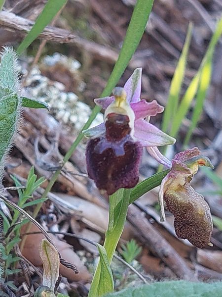 Ophrys morisii  - Bernard Sonnerat
