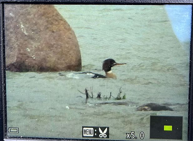 szlachar  - Grzegorz Zioło