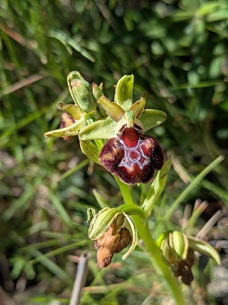 Ophrys provincialis  - Frank Dhermain
