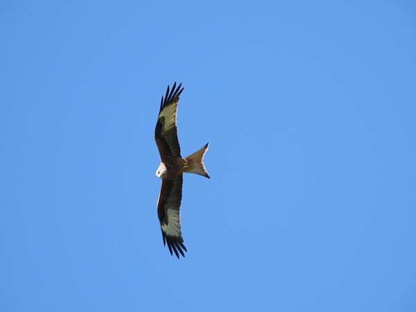 Nibbio reale  - Cosimo Gabbani