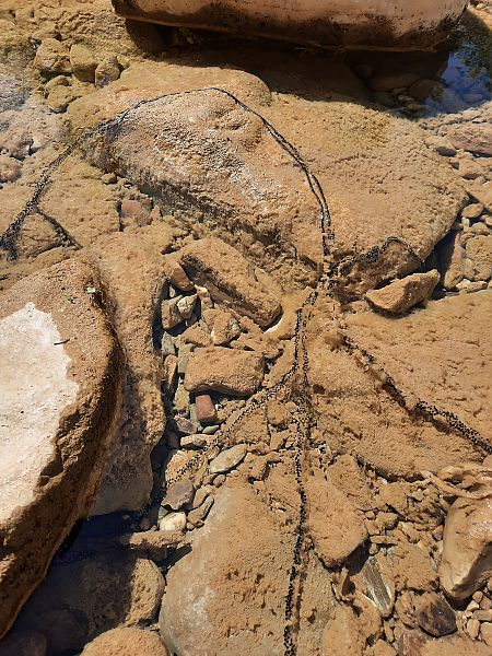 Rospo comune  - Michele Coppola