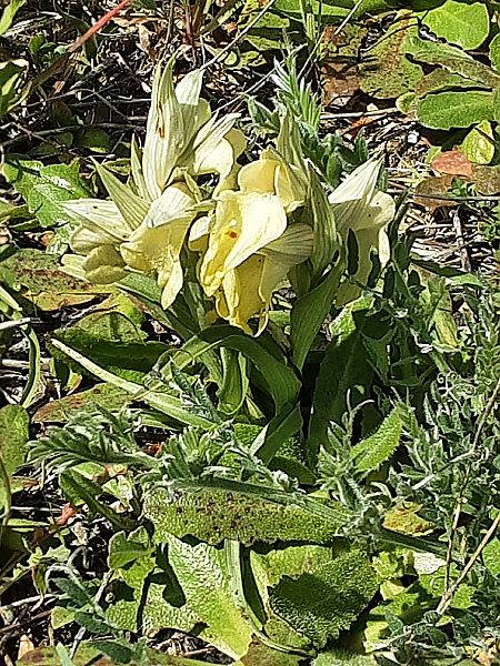 Serapias neglecta  - Olivier Bitaud