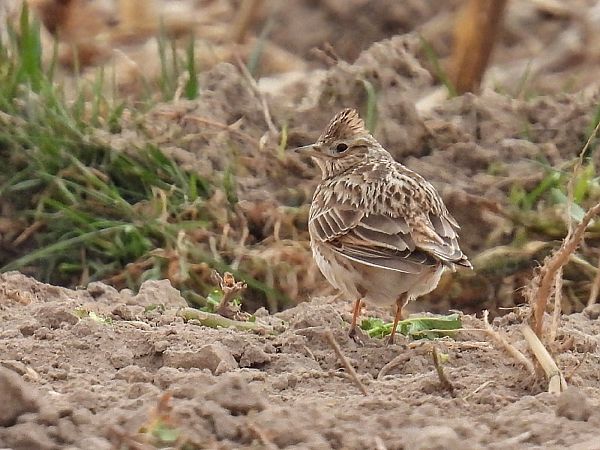 skowronek  - Kacper Mikulski