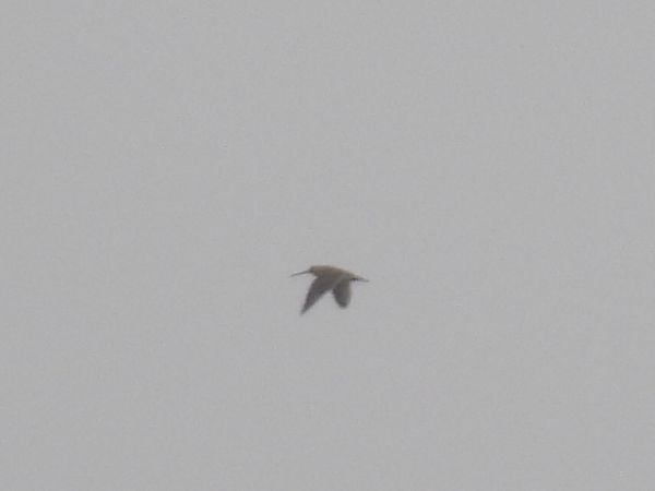 kszyk  - Kacper Mikulski