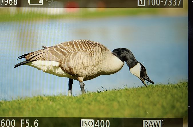 Kanadagans  - Ryszard Dworak