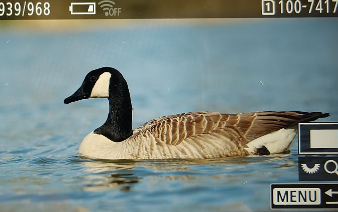 Kanadagans  - Ryszard Dworak