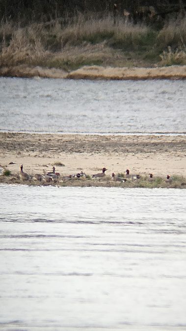 świstun  - Anna Kamilewicz-Wicik