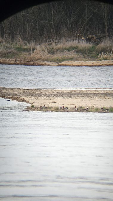 Pfeifente  - Anna Kamilewicz-Wicik