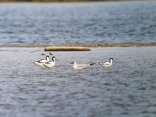 Avocette élégante  - Franz Stoll