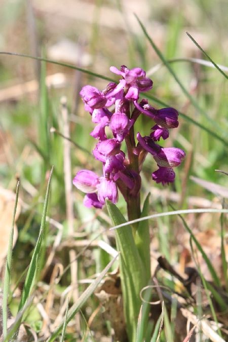 Anacamptis morio  - Fabrice Merland
