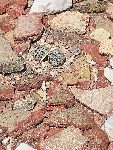 Fratino  - Salvatore Surdo