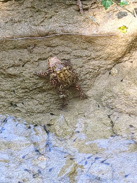 Common Toad  - Stefano Sarrocco (RL)