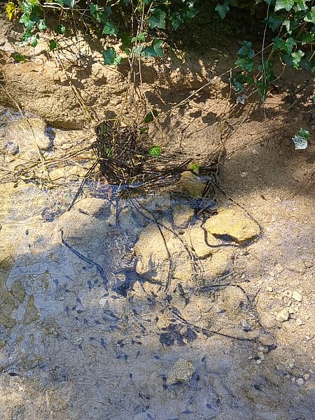 Rospo comune  - Stefano Sarrocco (RL)