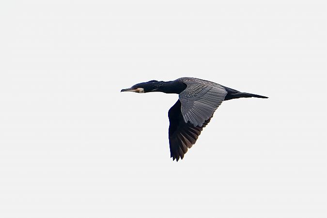 kormoran 