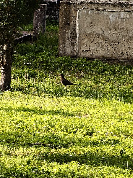 Zozo arrunta  - Vanesa López Vázquez