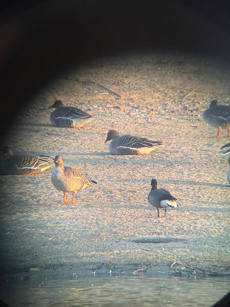 bernikla obrożna  - Rafał Fudalej