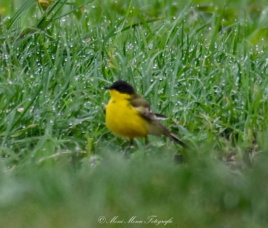 Bergeronnette des Balkans (ssp. feldegg)  - Monika H. M. Klocker