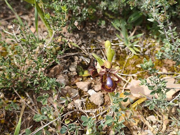 Ophrys speculum  - Isabel Casas Navarrete