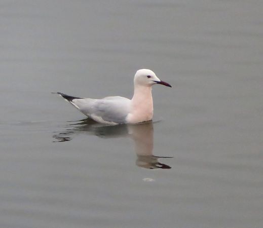 Gabbiano roseo  - Monica Carabella
