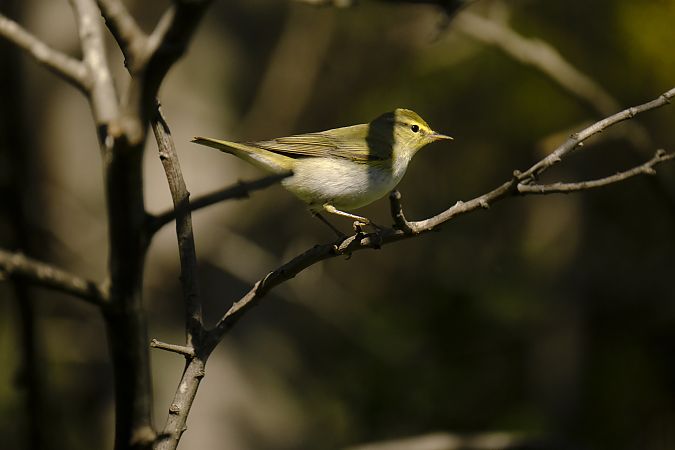 Mosquiter xiulaire  - Xavier Pedrerol