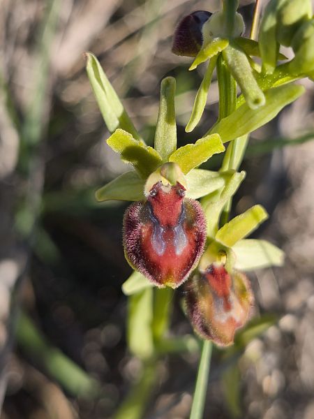 Ophrys provincialis  - Bertrand Von Arx