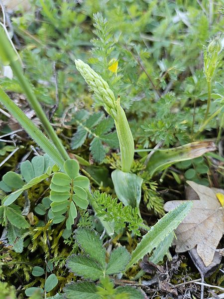 Orchis anthropophora  - Nina Scheibel