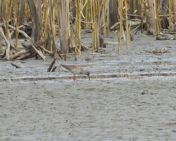 krwawodziób  - Adrian Dudkiewicz