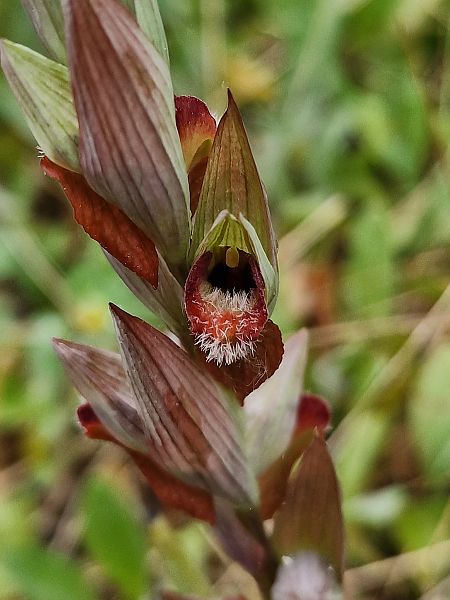 Serapias vomeracea  - Diane Raibaut