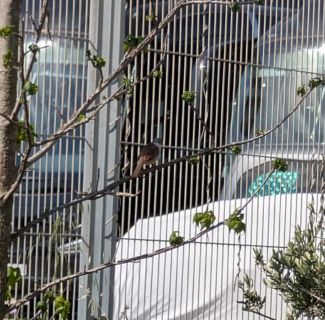 Tallareta vulgar  - Pere Cebrián