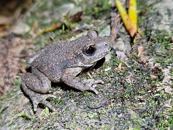 Tòtil comú  - Jana Marco