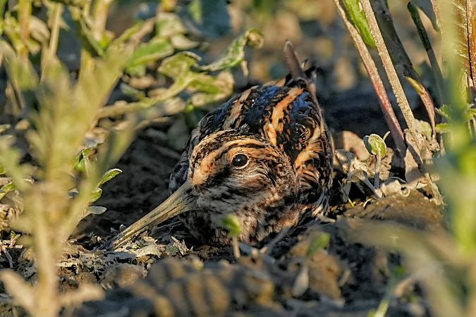 bekasik  - Jakub Bednarek