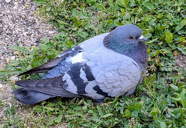 Piccione selvatico  - Frank Laier