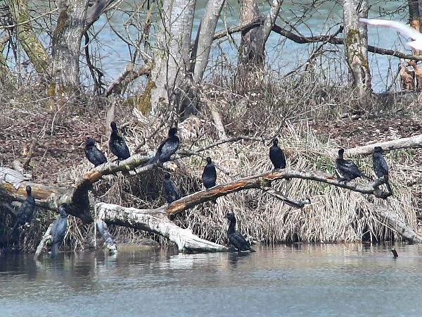 Cormoran pygmée  - Franz Stoll