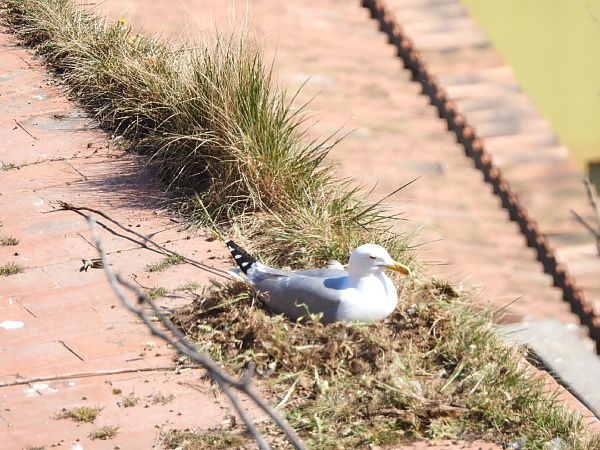 Gabbiano reale  - Cosimo Gabbani