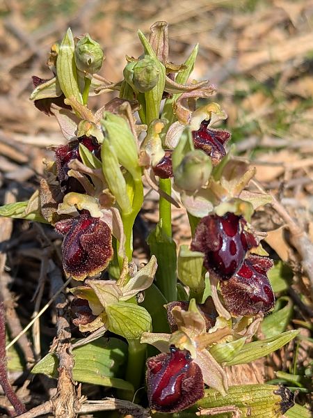 Ophrys provincialis  - Frank Dhermain