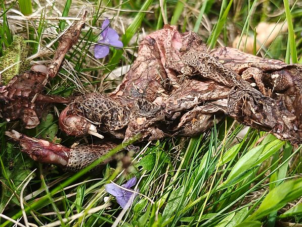 Rospo comune  - Erika Mero