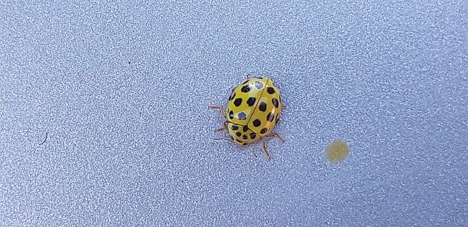 Psyllobora vigintiduopunctata  - Michele Cento