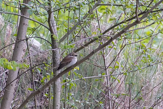 Averla piccola  - Florian Gasser