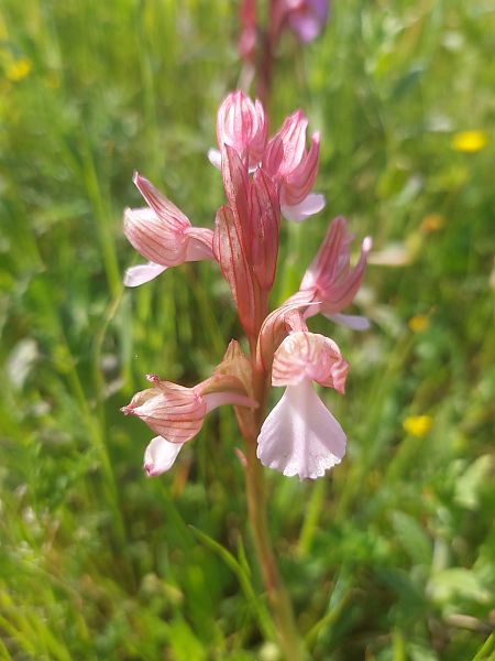 Anacamptis papilionacea  - Bernard Sonnerat