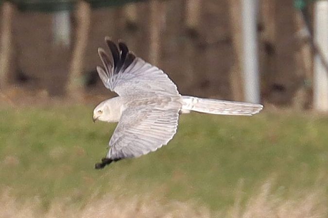 Busard pâle  - Viehböck Helga