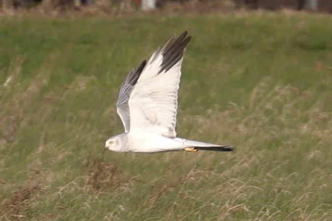 Busard pâle  - Viehböck Helga