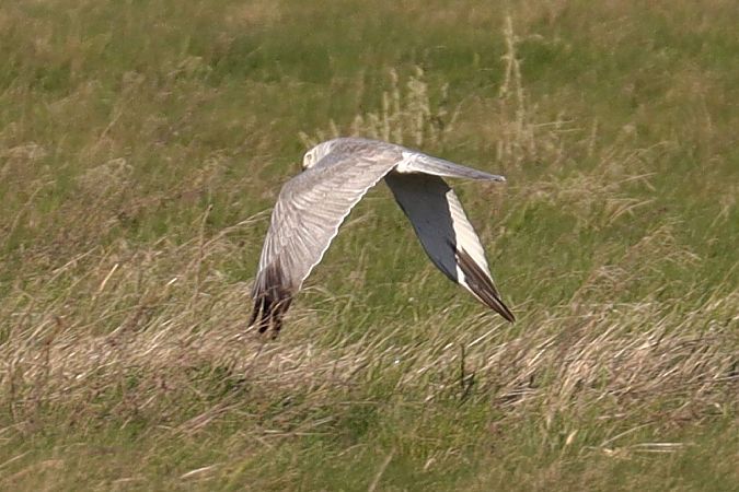 Busard pâle  - Viehböck Helga