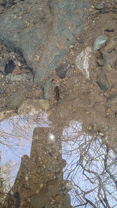 Salamandra pezzata  - Luca Borghesio