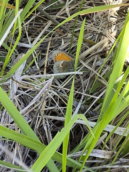 Coenonympha pamphilus  - Anthony Green