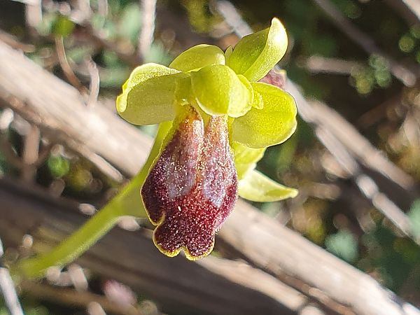 Ophrys bilunulata  - Éric Van Kalmthout