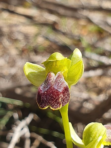 Ophrys bilunulata  - Éric Van Kalmthout