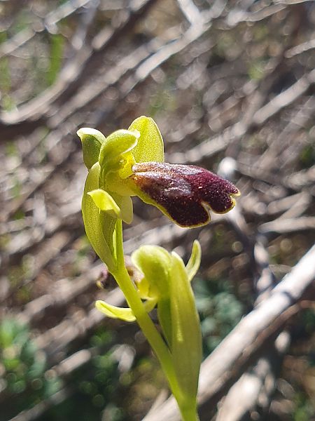 Ophrys bilunulata  - Éric Van Kalmthout