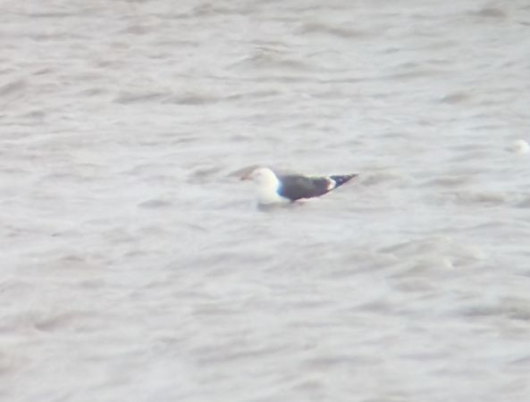 Goéland marin  - Oliver Drescher