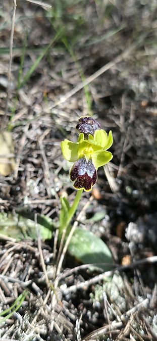 Ophrys marmorata  - Michel Robin