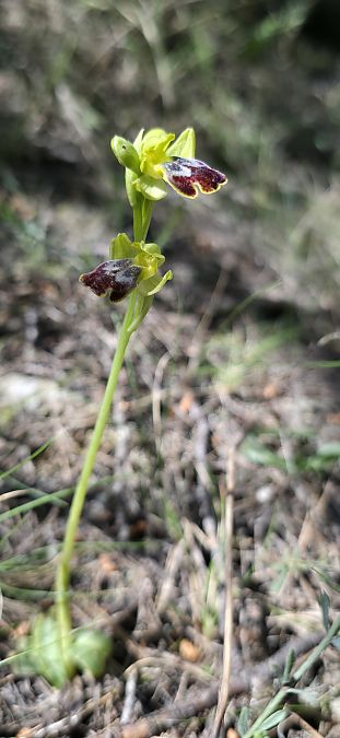Ophrys marmorata  - Michel Robin